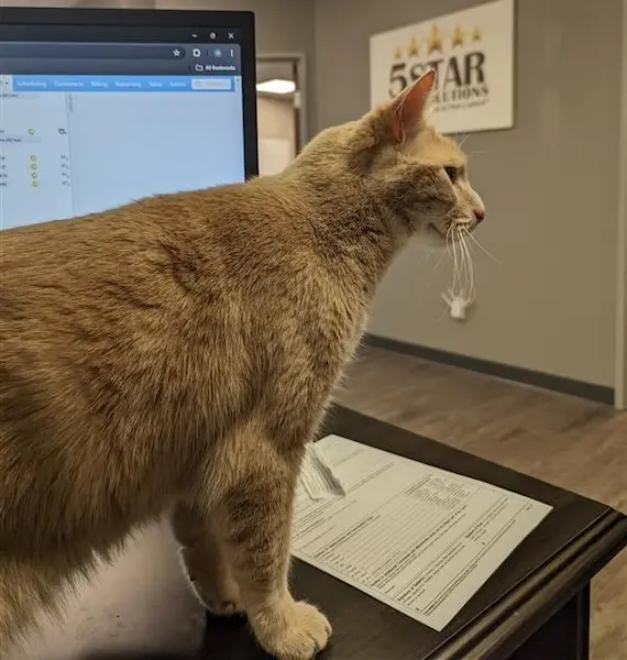 A cat sitting on a table in front of a 5-Star Pest Control office sign, with a computer in the background.